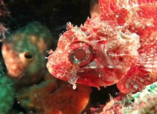 Zilver voor Ronald Faber met film The Sea Screenshot video The Sea van Ronald Faber