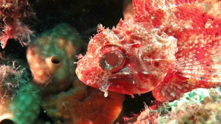Screenshot video The Sea van Ronald Faber