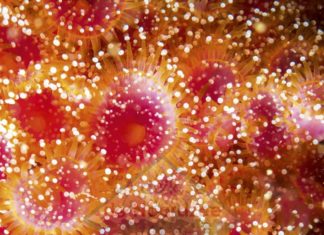 Boek ‘In de Diepte’ over duikexpedities in de Noordzee Impressie Noordzeeboek In de Diepte