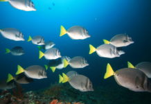 Beter observatiesysteem voor leven in zee Razor surgeonfish (Prionurus laticlavius) - Foto: Laszlo Ilyes