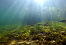 Wildernis onder Water Wildernis onder water - Foto: Edwin Sterckel