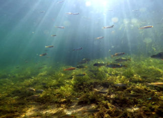 Wildernis onder Water Wildernis onder water - Foto: Edwin Sterckel