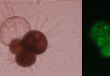 Oceaanverzuring kan schelpvorming ook bevorderen Microscopische foto's van foraminiferen