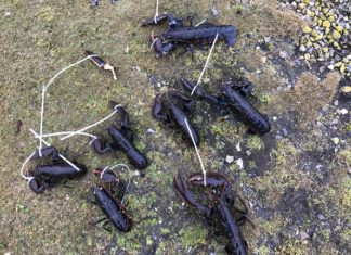 Politie vangt kreeftenstropers Gestroopte kreeften - Foto: Politie Haringvliet