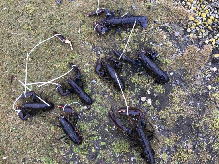 Gestroopte kreeften - Foto: Politie Haringvliet