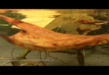 Documentaire over de Zevenhuizerplas