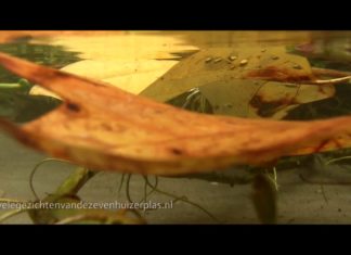 Documentaire over de Zevenhuizerplas