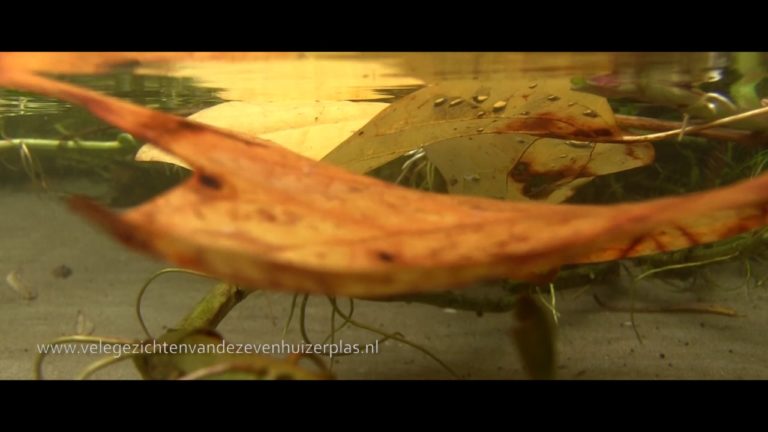 Documentaire over de Zevenhuizerplas