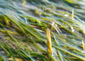 Zeegras gaat stress tegen door bio-bouwen Zostera noltei met zaad, Oosterschelde Oostdijk - Foto: Laura Soissons