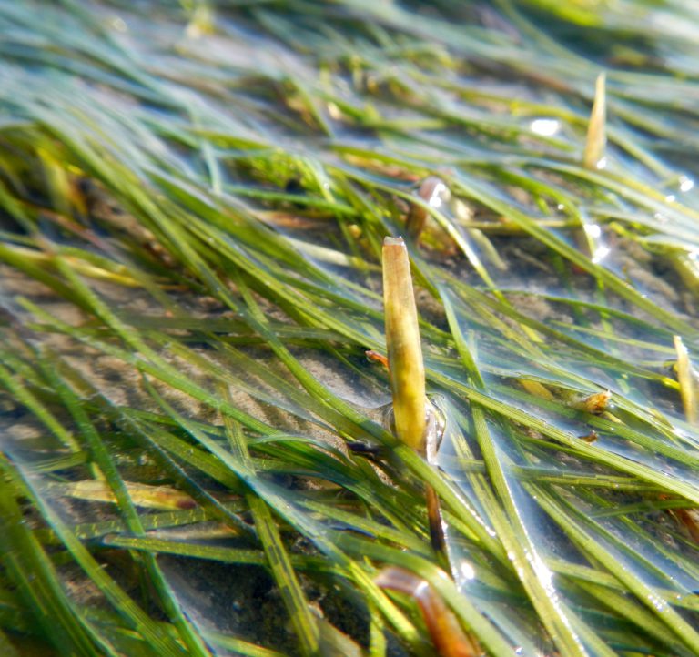 Zostera noltei met zaad, Oosterschelde Oostdijk - Foto: Laura Soissons
