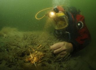 Bescherming scheepswrakken en kansen voor biobouwers in de Waddenzee Een duikende archeoloog van de RCE aan het werk bij een wrak in de Waddenzee bij Burgzand
