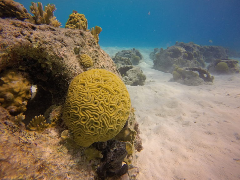 Kunstrif (reefballs) bij Porto Playa Marie, Curaçao - Foto: Wil Stutterheim