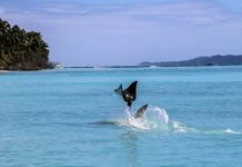 Adelaarsrog versus hamerhaai: episch!