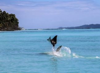 Adelaarsrog versus hamerhaai: episch!