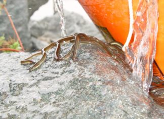 Miljoen glasaaltjes uitgezet in de Grevelingen Jong Paling - Foto: USFWS / CC BY 2.0