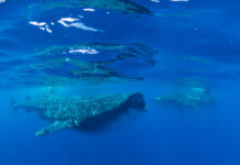 Walvishaai-staartcamera in Mexico Walvishaaien bij Isla Mujeres, Mexico - Foto: Brian Lauer / CC BY 2.0