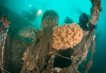 Duikexpeditie verkent verre Nederlandse natuurgebieden en wrakken op de Noordzee Wrak in de Noordzee - Foto: Cor Kuyvenhoven