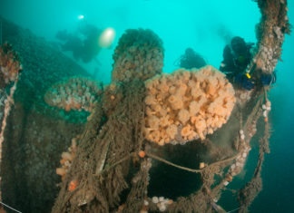 Duikexpeditie verkent verre Nederlandse natuurgebieden en wrakken op de Noordzee Wrak in de Noordzee - Foto: Cor Kuyvenhoven