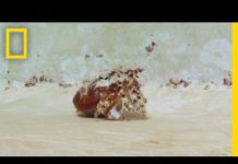 Sepia’s imiteren heremietkreeft