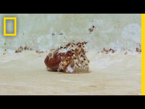 Sepia’s imiteren heremietkreeft