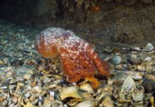 Duikers onderzoeken Nederlands’ meest afgelegen natuurgebied met spectaculaire resultaten