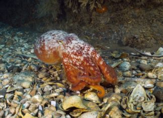 Duikers onderzoeken Nederlands’ meest afgelegen natuurgebied met spectaculaire resultaten