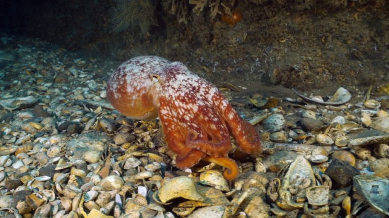 Duikers onderzoeken Nederlands’ meest afgelegen natuurgebied met spectaculaire resultaten