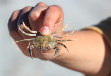 Crab Watchers gezocht! Krab - Foto: Alasdair Mckenzie / CC BY 2.0