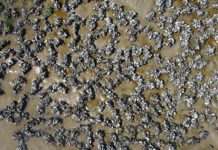Mosselpatronen blijken blauwdruk voor landschapsherstel wadplaten De ruimtelijke structuur van mosselbanken - Foto: Johan van de Koppel