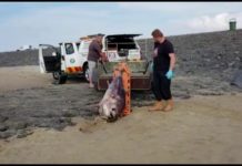 Tonijn aangespoeld op Brouwersdam