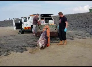 Tonijn aangespoeld op Brouwersdam