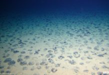 Diepzeemijnbouw: biodiversiteit diepzee blijkt groot Habitat gevormd door mangaanknollen - Foto: ROV-Team, GEOMAR (CC BY 4.0)
