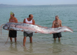 North Sea fish and their remains – Kees (C.J) Camphuysen & Peter A. Henderson Haringkoning - Foto: NIOZ