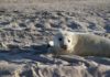 Nederlandse zeehond staat er goed voor Jonge grijze zeehond op het strand van Vlieland - Foto: Tjerk Zweers / CC BY 2.0