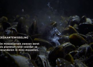WADfilm: Mosselen luiden het voorjaar in van de Waddenzee