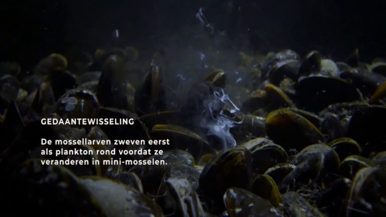 WADfilm: Mosselen luiden het voorjaar in van de Waddenzee