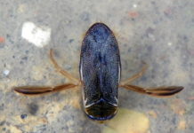 Eerste Nationale Waterdiertjestelling tijdens Week van Ons Water Duikerwants (Corixa punctata) Foto: Peter O'Connor / CC BY-SA 2.0