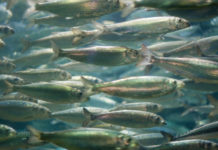 Weinig plastic in Noordzee-vis aangetroffen School haring - Foto: Jacob Bøtter / CC BY 2.0