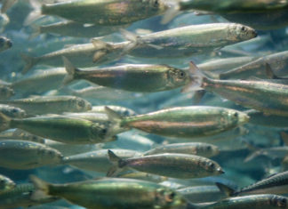 Weinig plastic in Noordzee-vis aangetroffen School haring - Foto: Jacob Bøtter / CC BY 2.0