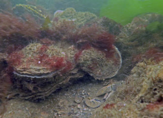 Japanse oester helpt bedreigde Nederlandse platte oester Platte oesterrif in de Zeeuwse voordelta - Foto: Wouter Lengkeek / Bureau Waardenburg