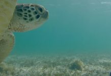 Soepschildpad delft eigen zeemansgraf door invasie van vreemd zeegras Groene schildpad - Foto: Marjolijn Christianen, WUR