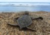 Nieuwe aanpak verzacht effect van klimaatverandering op zeeschildpadden Uitgekomen jonge zeeschildpad - Foto: Projeto Tamar