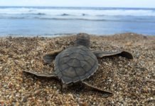 Nieuwe aanpak verzacht effect van klimaatverandering op zeeschildpadden Uitgekomen jonge zeeschildpad - Foto: Projeto Tamar