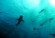 Betere bescherming haaien in Noordzee en Caribisch Nederland Caribische rifhaai - Foto: Greg Grimes / CC BY-SA 2.0