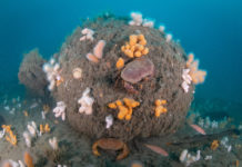 Duikexpeditie onderzoekt onbekende onderzeeboot Onderwaterleven op de Doggersbank - Foto: Joost van Uffelen