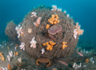 Duikexpeditie onderzoekt onbekende onderzeeboot Onderwaterleven op de Doggersbank - Foto: Joost van Uffelen