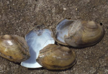 Virus mogelijke oorzaak mosselsterfte Hulst