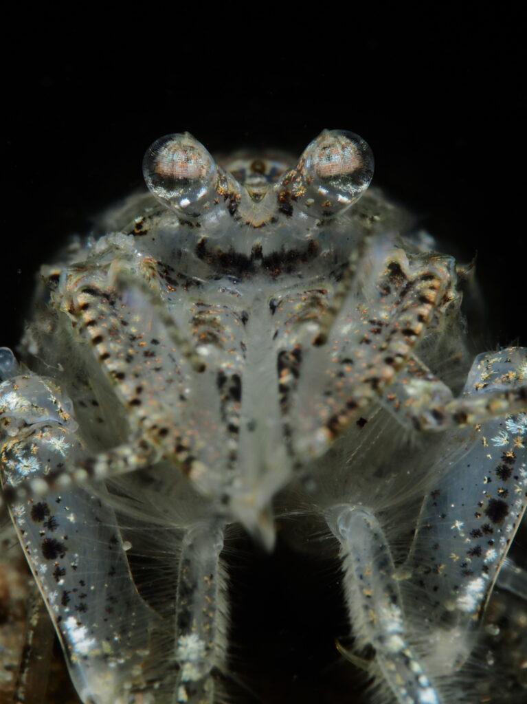 ONK Masters Macro 1e plek - © René Weterings