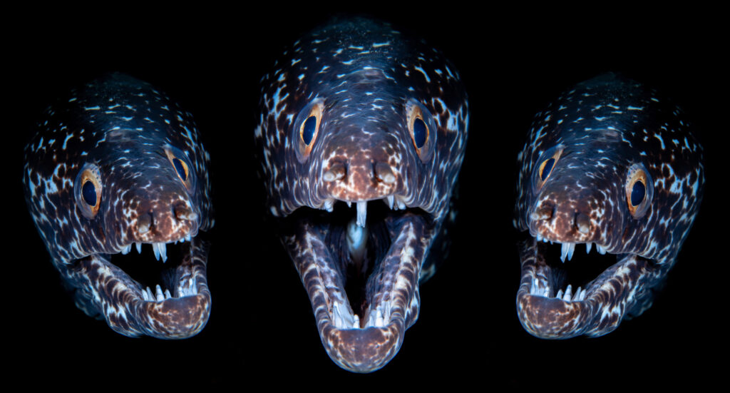 ONK Masters No Limits 1e plek - © René Weterings