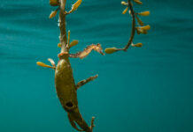 Sportduikers verwijderen 3350 kilo afval uit Noordzee vol zeepaarden